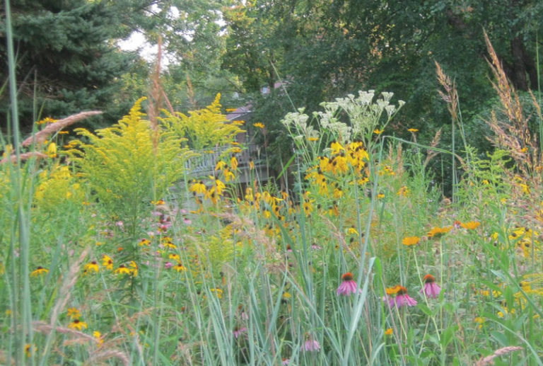 Grow native plants to attract butterflies, bees and birds
