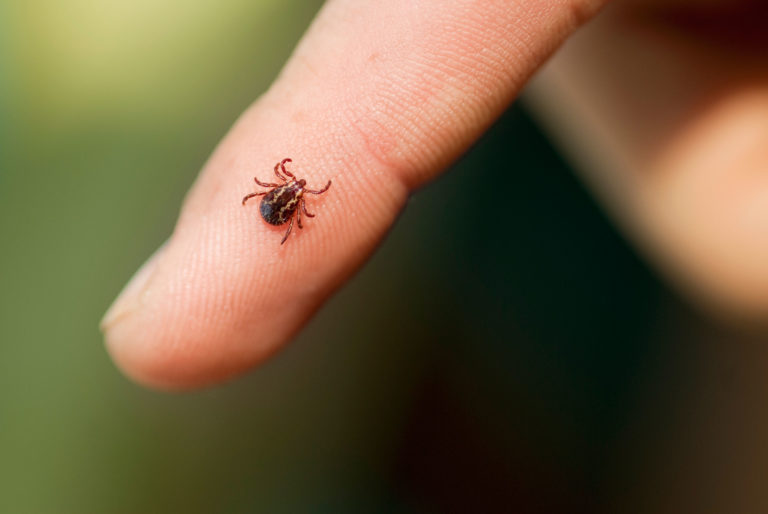 Tick warning: experts predict worst year on record