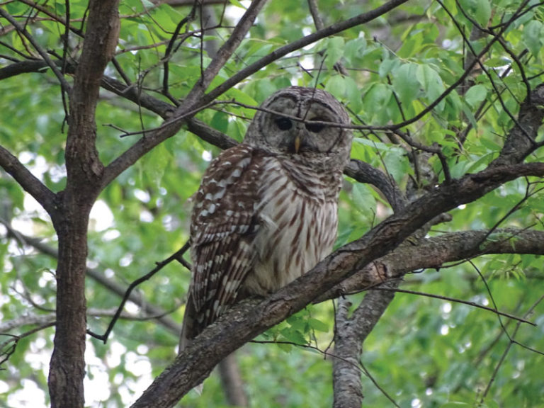 Neighborly owl joins Friends of Lake View Hill Park for bird survey