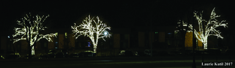 Lighted Trees on Northport