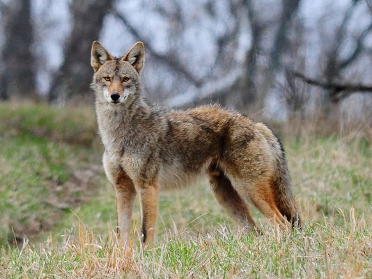 Urban Canid Project to present at FOLVHP meeting