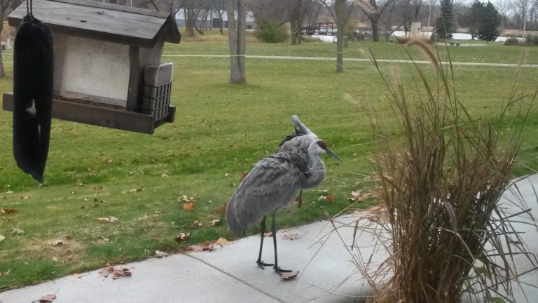 Northside nature trails and tales: bird stories from the “Crane Cult”