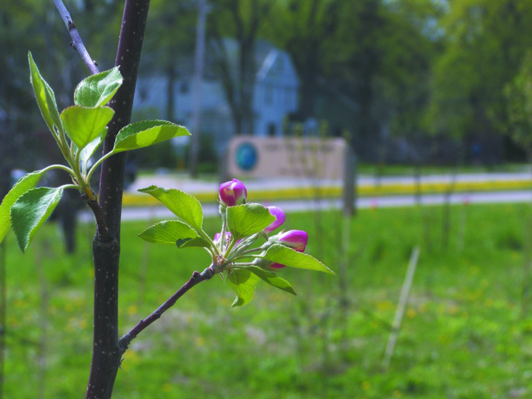 Newly planted fruit orchard blossoms in Lake View Hill Park