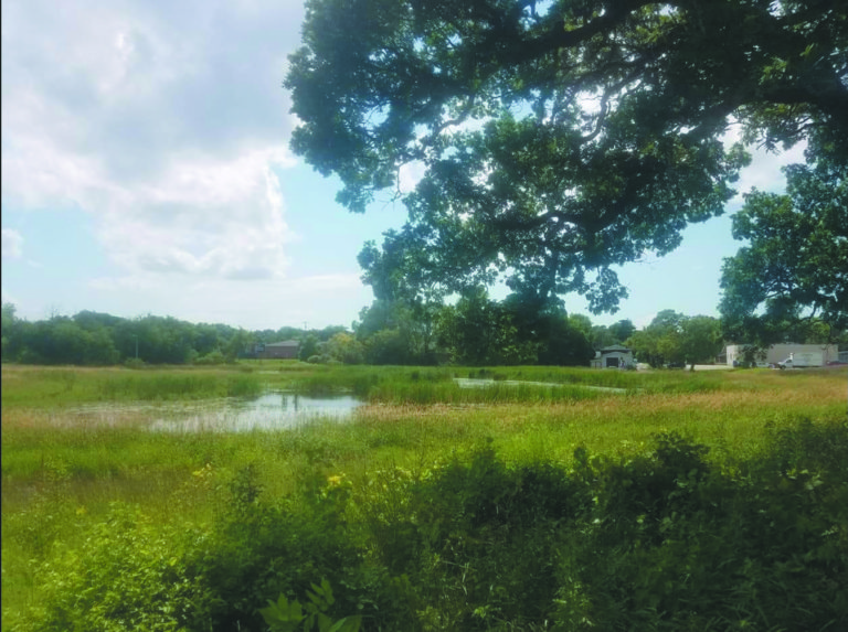 Friends of Hartmeyer Natural Area work to preserve precious wetland