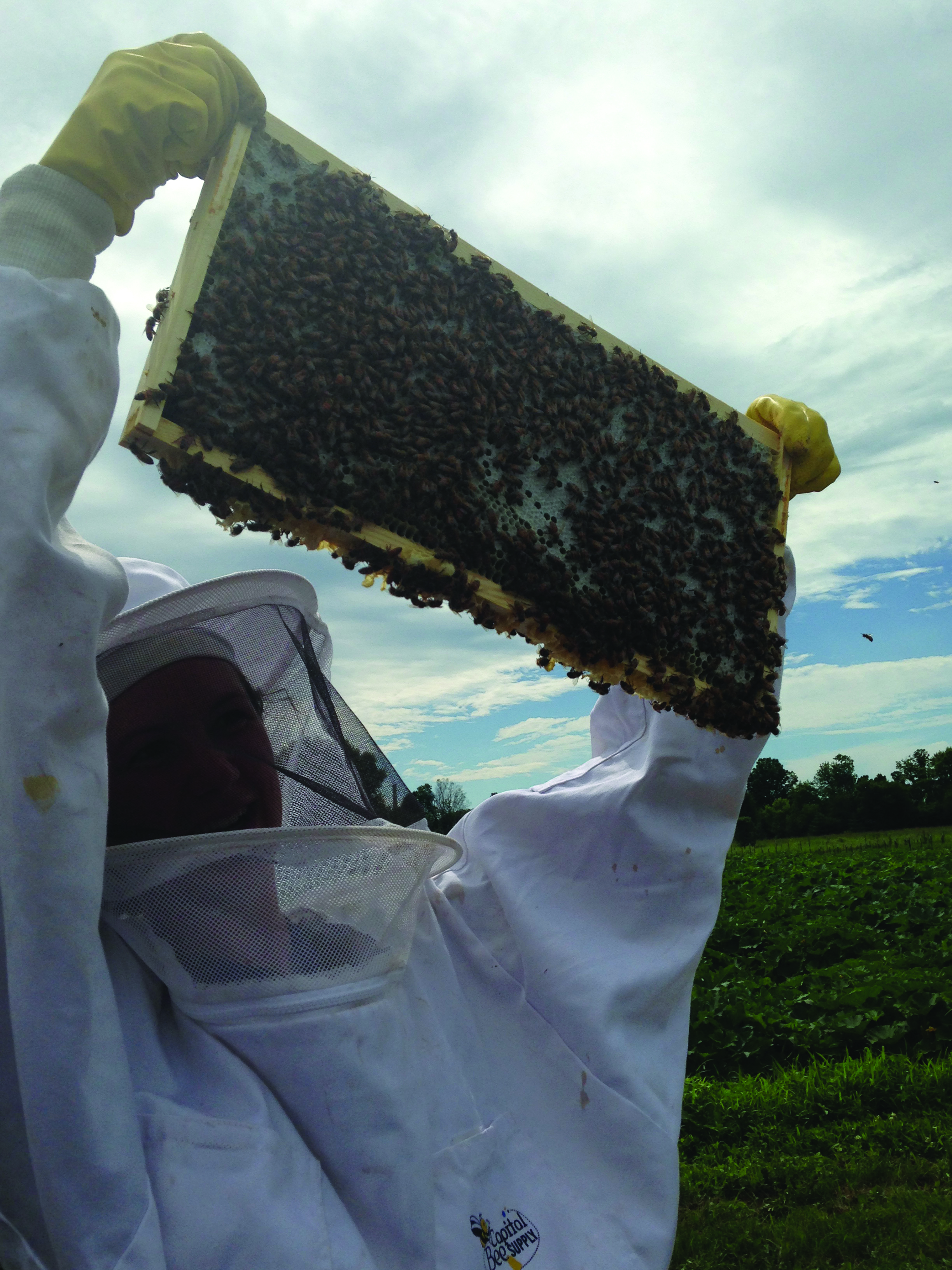 Bringing bees back to Troy Community Farm
