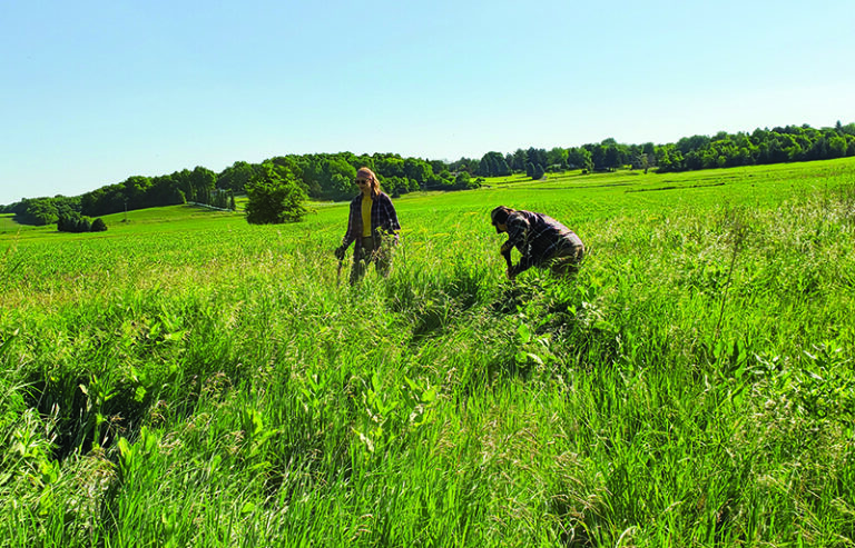 Prairie Partner interns help out at Cherokee Marsh