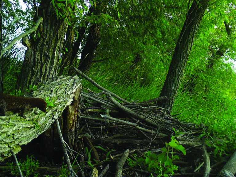 Partnership protects both beavers and trees in Warner Park