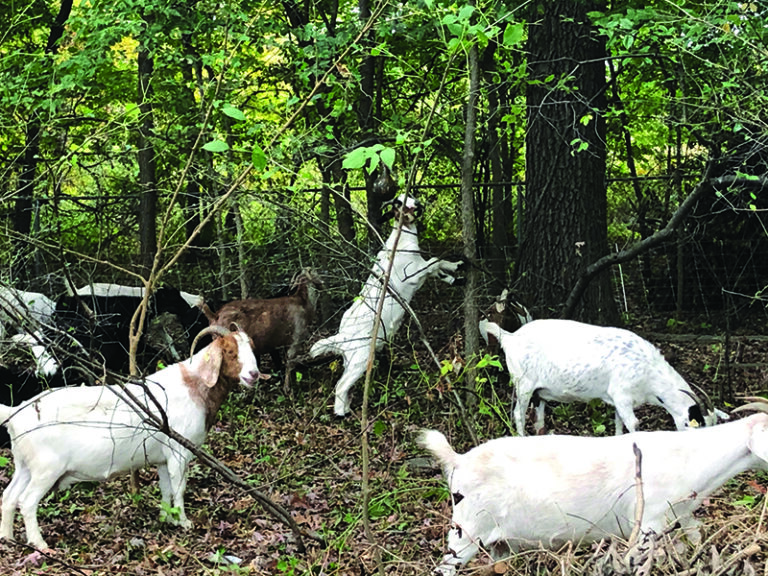 Grazing goats clear invasive species from Lake View School forest